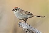 Rufous-crowned Sparrowborder=